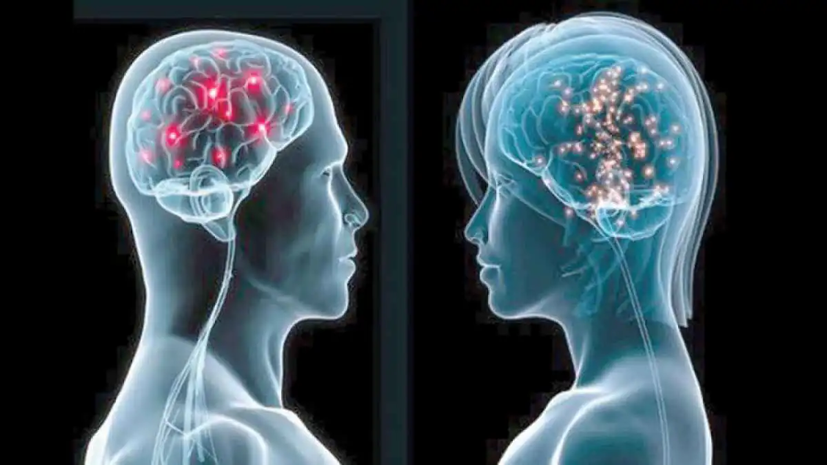 اكتشاف يفسر الفروق الاجتماعية بين الذكور والإناث في الدماغ