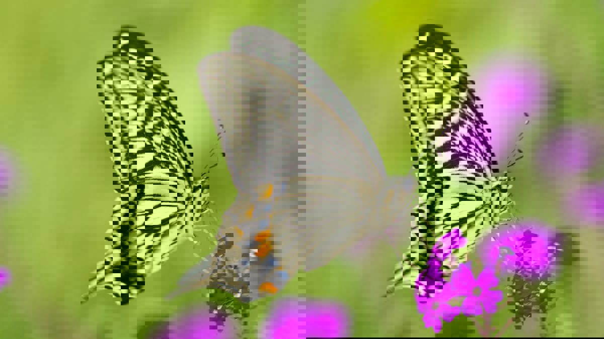 مستوحى من الفراشة.. جهاز يُحدث ثورة في اكتشاف الخلايا السرطانية