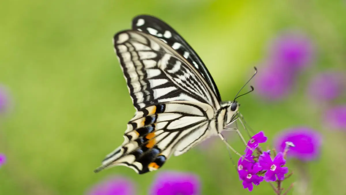 مستوحى من الفراشة.. جهاز يُحدث ثورة في اكتشاف الخلايا السرطانية