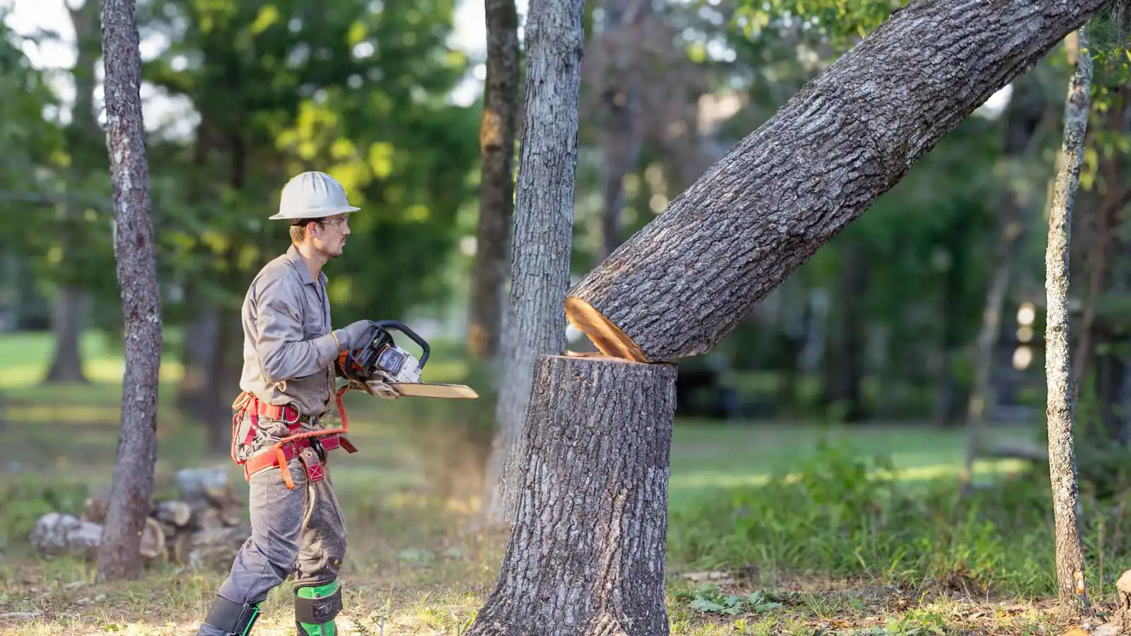 غرامة ضخمة لمالكة منزل بعد قطع شجرة ليمون عمرها 100 عام