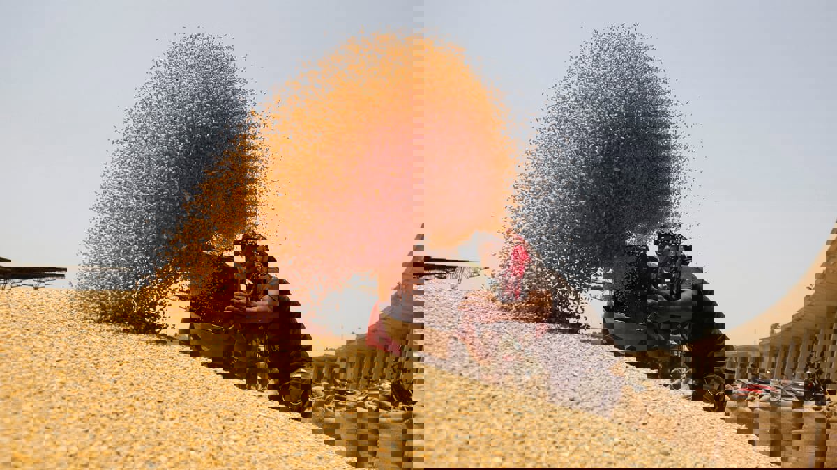  ارتفاع حاد على أسعار القمح والذرة عالميًا