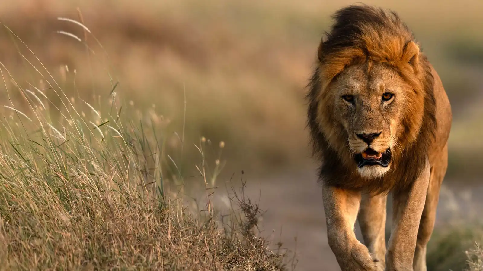 إنقاذ بطولي لأسد سقط في بئر زراعية بالهند (فيديو)