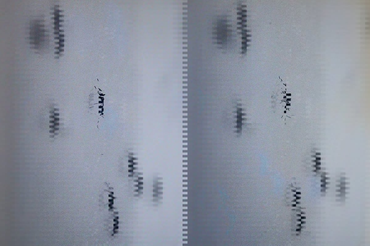 تطوير تكنولوجيا تحرير جينات الحشرات لمكافحة الأمراض المعدية