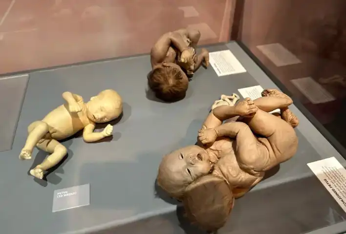 أطفال من معرض الأجساد الحقيقية في لاس فيغاس