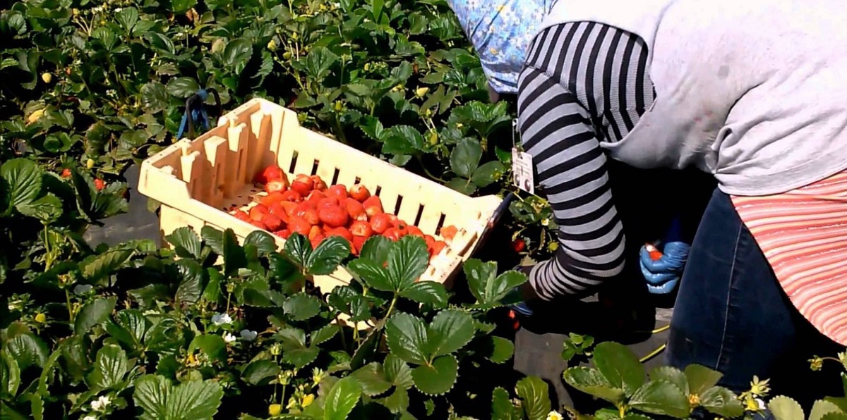 القضاء الإسباني المركزي يفتح ملف الاعتداءات الجنسية على العاملات المغربيات‎