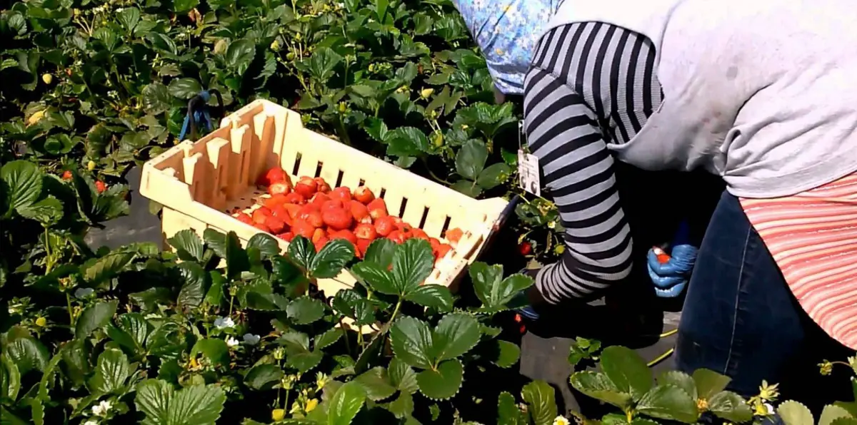 القضاء الإسباني المركزي يفتح ملف الاعتداءات الجنسية على العاملات المغربيات‎