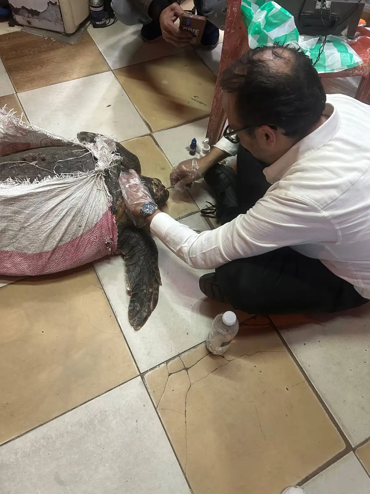 من عملية انقاذ السلحفاة