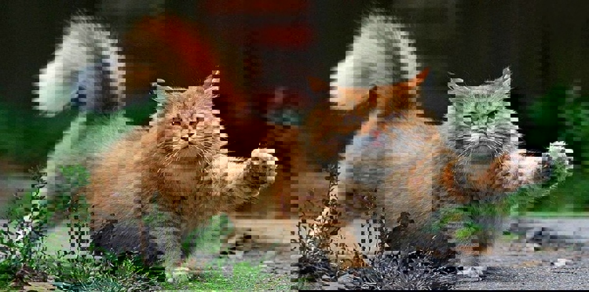 فلسطيني يحوّل بيته في الرياض إلى مأوى لقطط وكلاب الشوارع