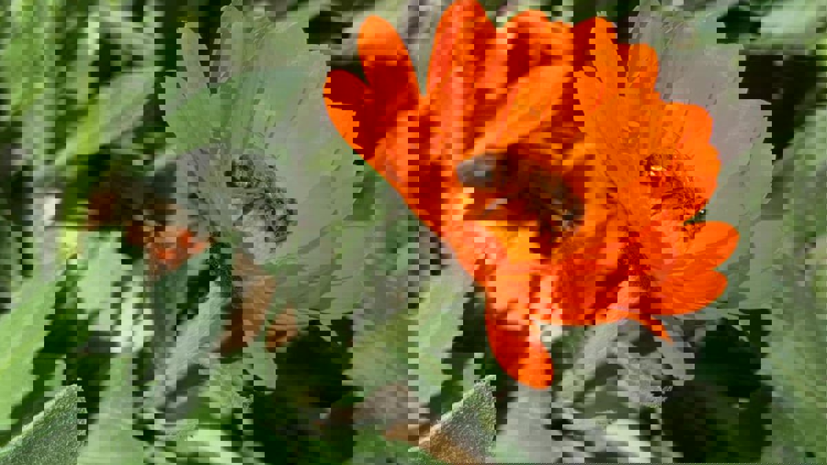 الجفاف وقلة الدعم يحاصران مربّي النحل في الشمال السوري