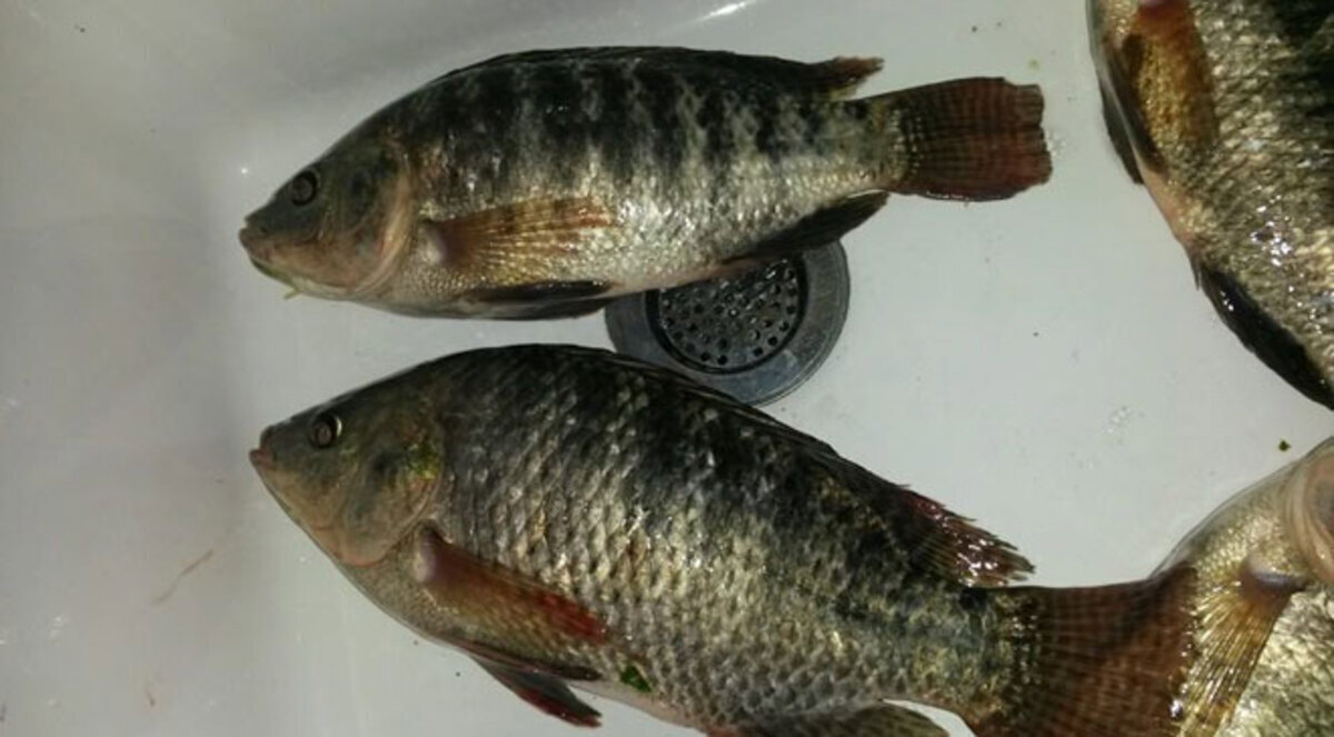 مزارع فلسطيني يربّي الأسماك في نبع مياه