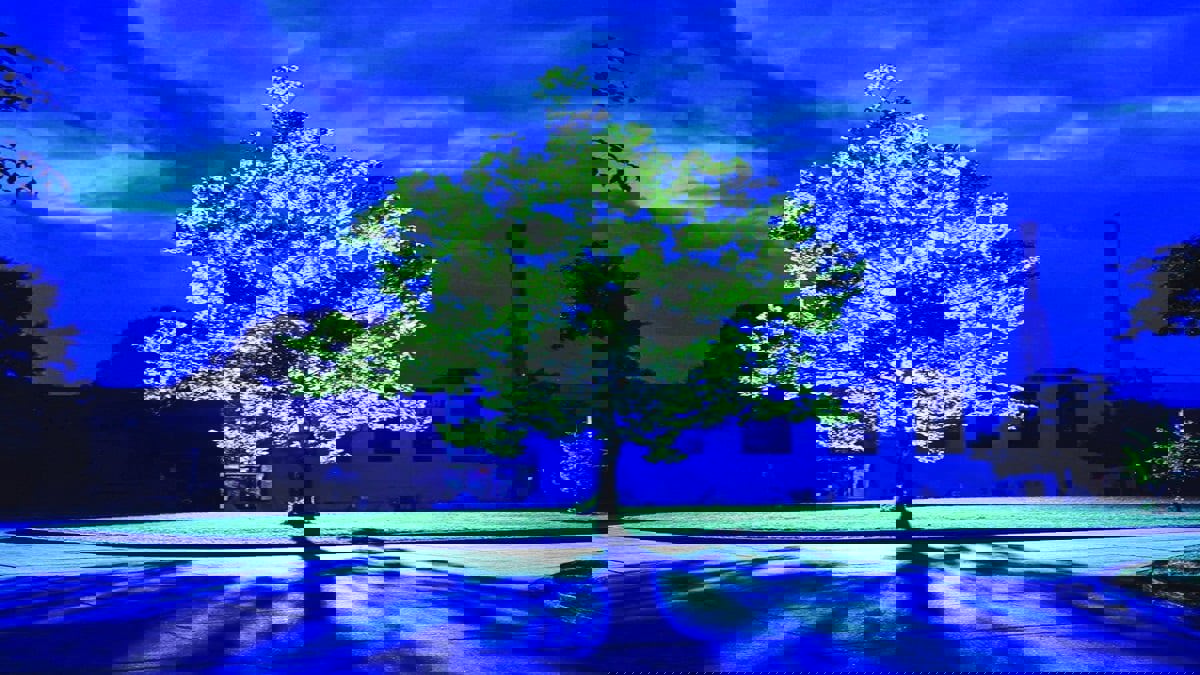 سافرت بذورها إلى الفضاء.. أين توجد مواقع "أشجار القمر" على الأرض؟