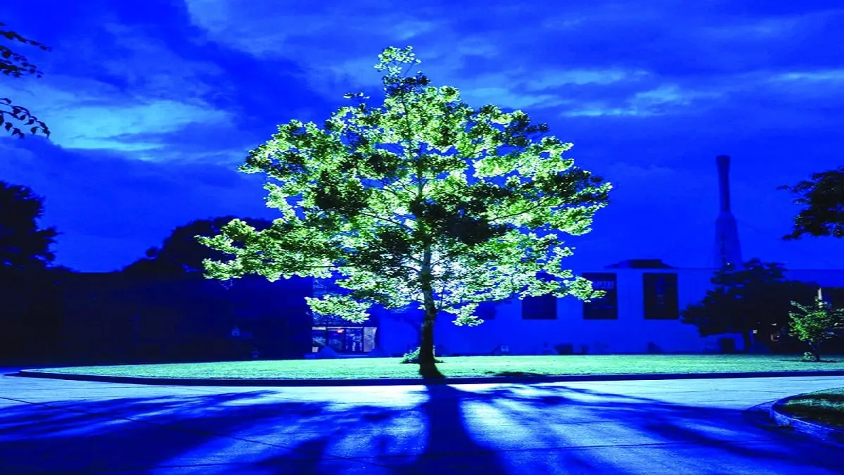 سافرت بذورها إلى الفضاء.. أين توجد مواقع "أشجار القمر" على الأرض؟