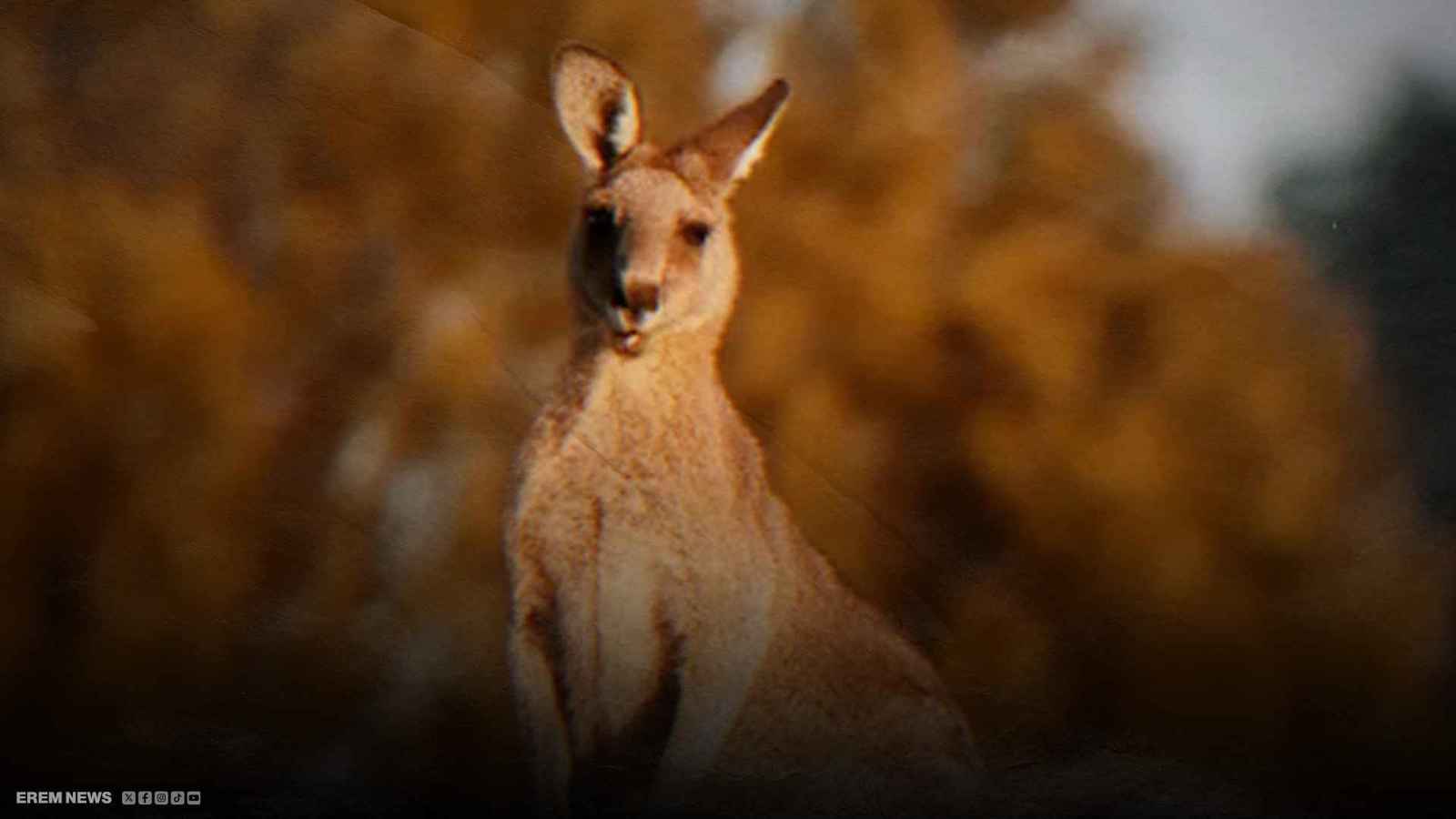 نهاية مأساوية لرجل تحدى "كنغر" شرساً