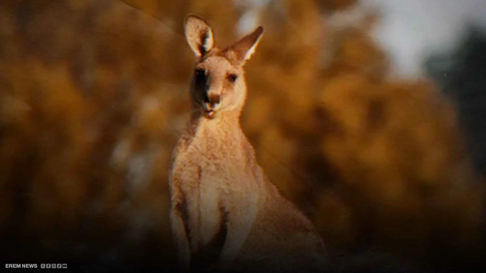 نهاية مأساوية لرجل تحدى "كنغر" شرساً