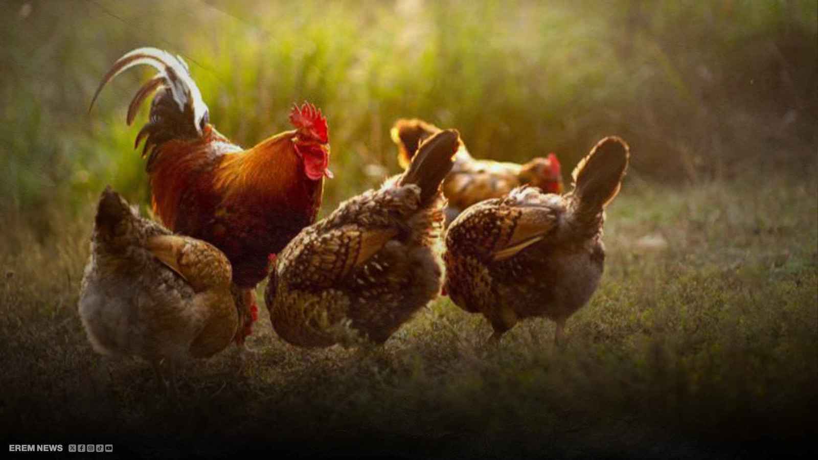 بلدة تمنع الديوك من الصياح!