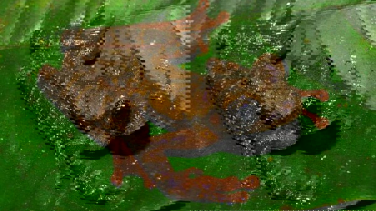 اكتشاف نوع جديد من الضفادع في البيرو