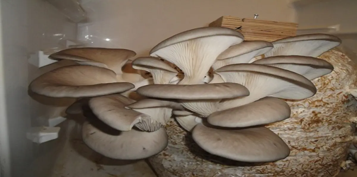 دراسة: الفطر المحاري غني بالألياف الغذائية