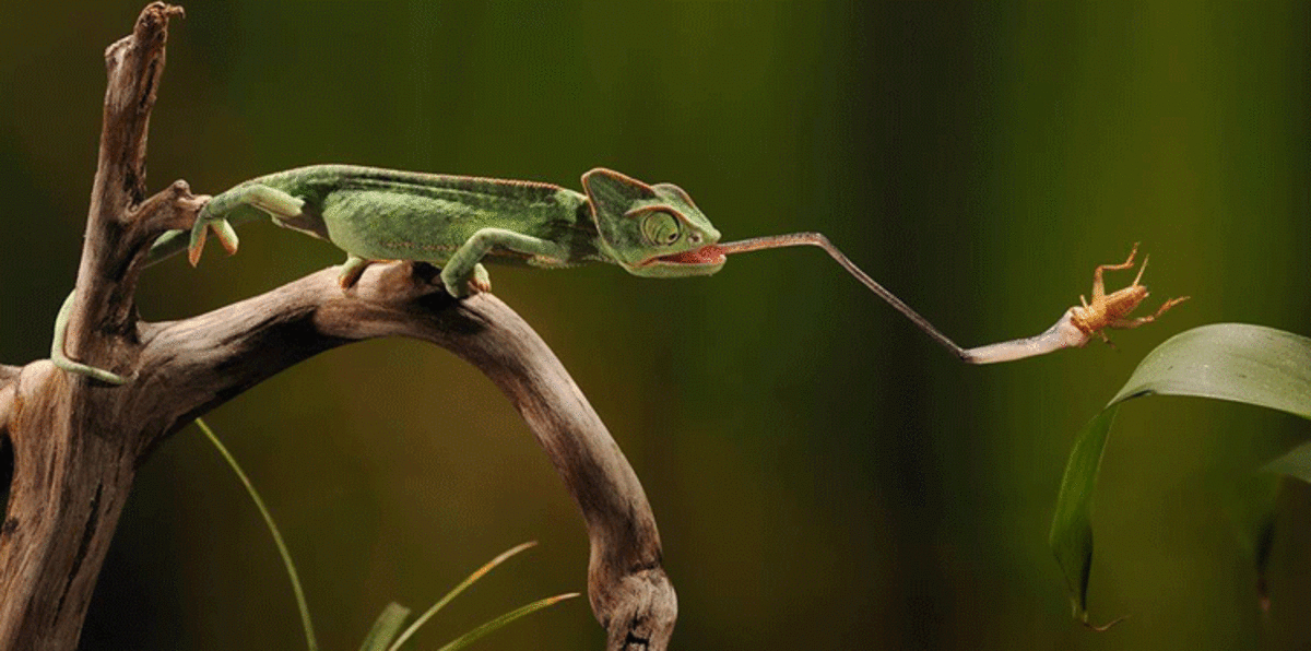 علماء يحللون المهارة والقوة الضاربة الكامنة في لسان الحرباء