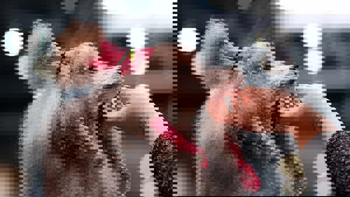 مسابقة لجمال الكلاب في السودان (صور)