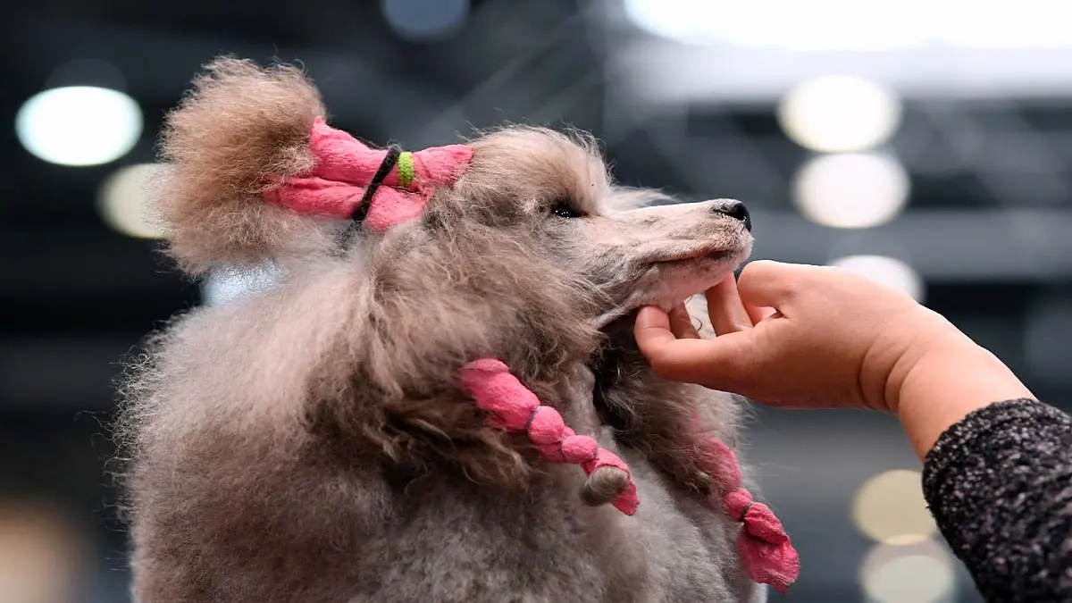 مسابقة لجمال الكلاب في السودان (صور)