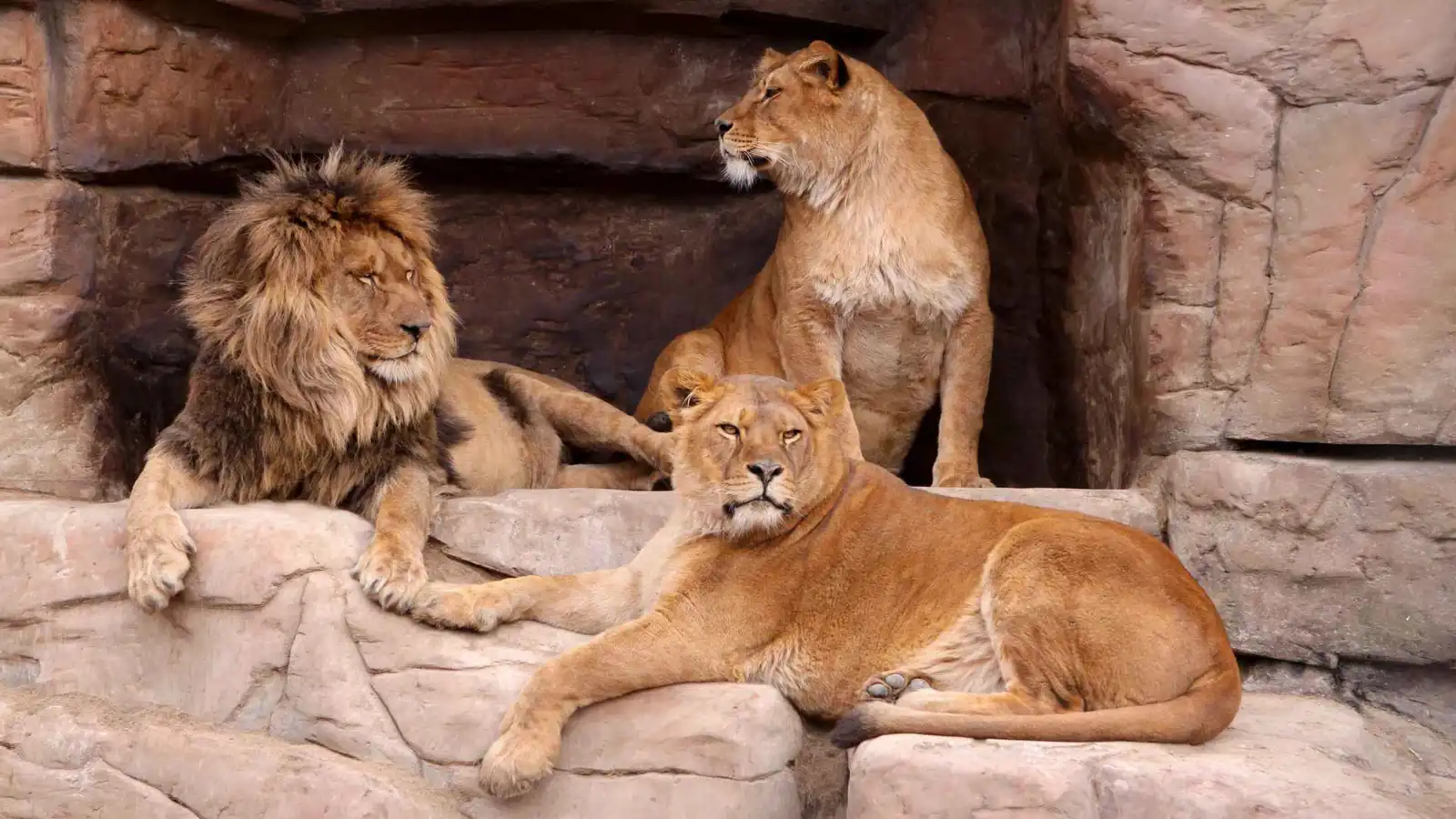 تعرف إلى "نزوري" الأسد الذي اجتاح الإنترنت بتسريحته المذهلة (فيديو إرم)