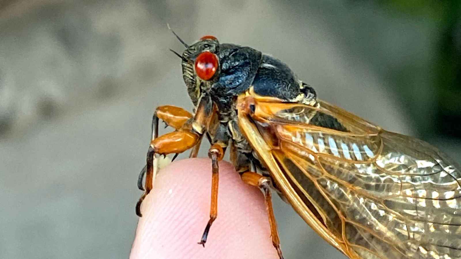 بعد 17 عاما.. حشرات غامضة تعود من تحت الأرض (فيديو)