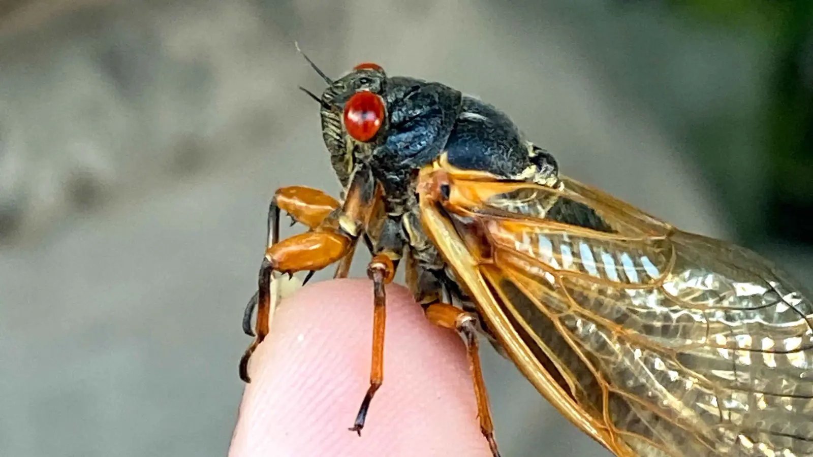 بعد 17 عاما.. حشرات غامضة تعود من تحت الأرض (فيديو)