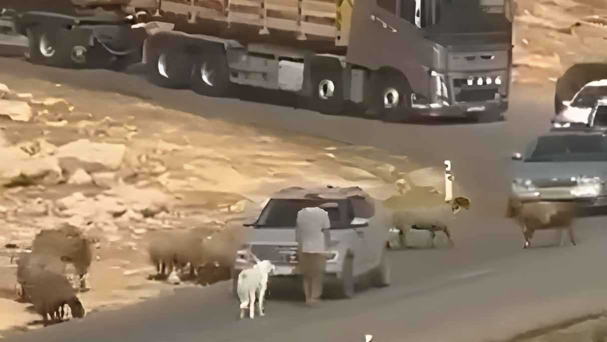 بقطيع أغنام.. مستوطن إسرائيلي يقطع طريقاً في الضفة الغربية (فيديو)