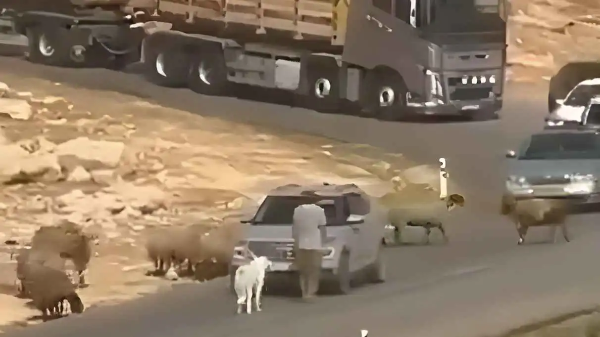 بقطيع أغنام.. مستوطن إسرائيلي يقطع طريقاً في الضفة الغربية (فيديو)