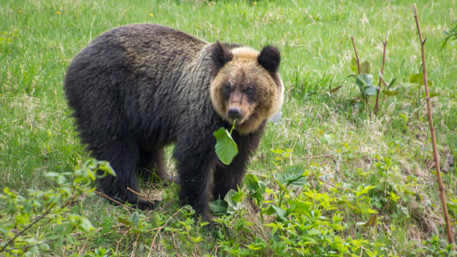 دب يقتحم ملعب غولف وينهي بطولة نسائية في اليابان