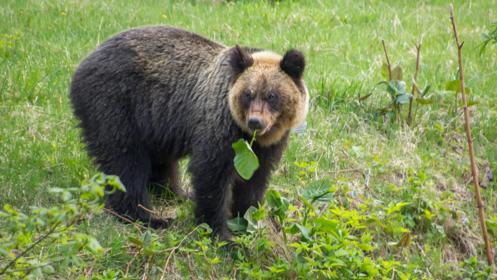 دب يقتحم ملعب غولف وينهي بطولة نسائية في اليابان