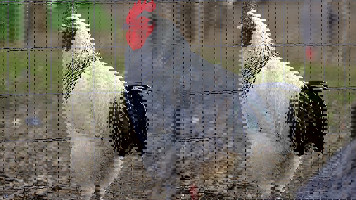 عصر الدجاج الأبيض