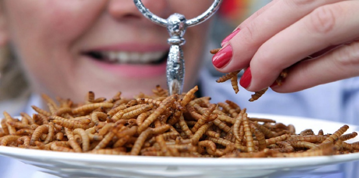 لمواجهة التغير المناخي.. باحثون ينصحون بتناول الحشرات