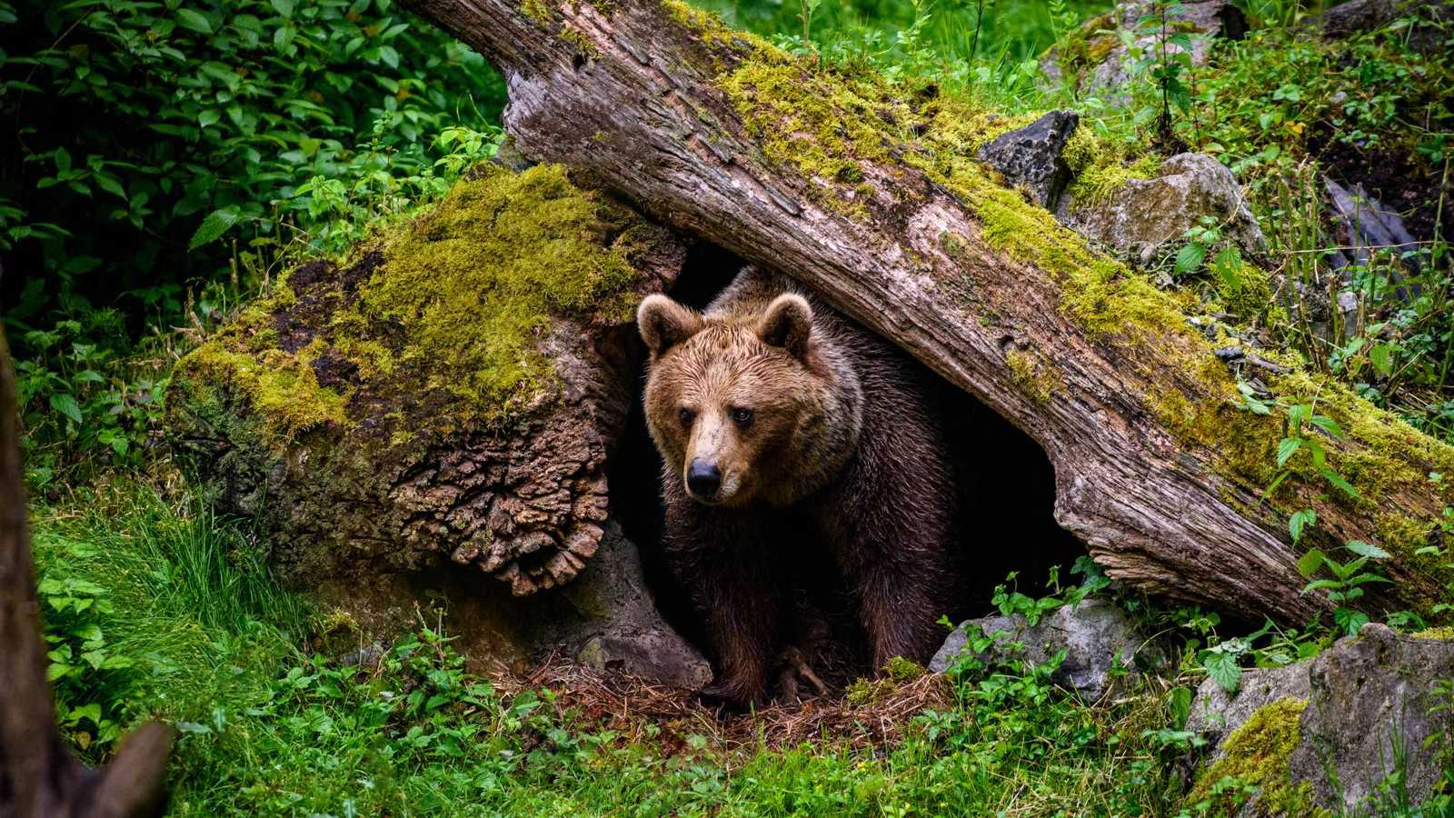 استخراج عصارة مرارة الدببة يثير الجدل في كوريا الجنوبية.. ما القصة؟