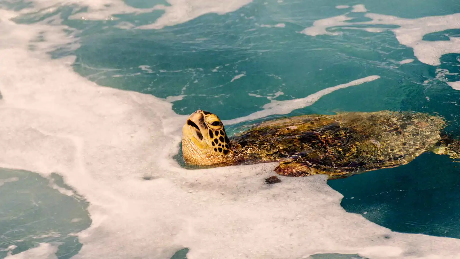 كندا.. نفوق جماعي غامض لسلاحف يثير قلق العلماء