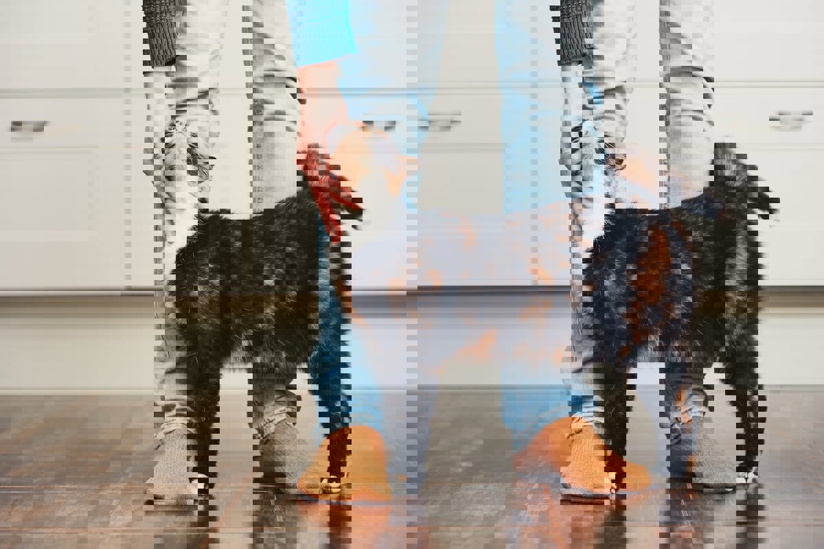 دراسة تكشف العلاقة بين تربية القطط والصحة العقلية