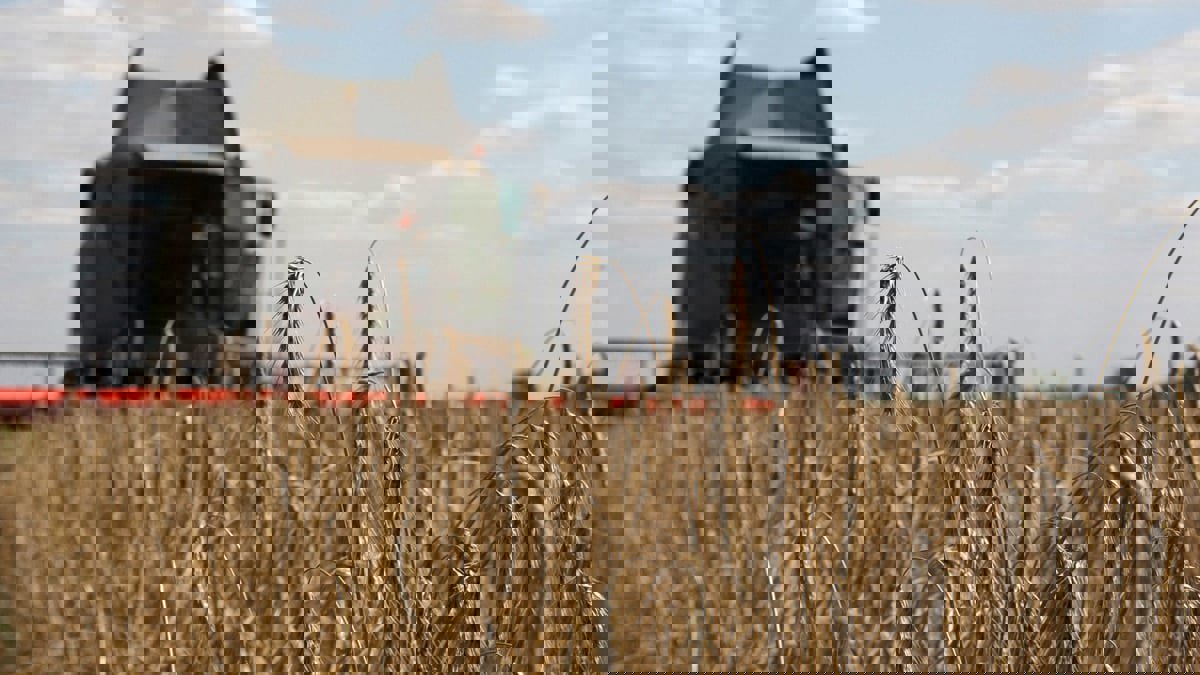 دراسة: حرب أوكرانيا ترفع أسعار الحبوب 7% على الأمد البعيد