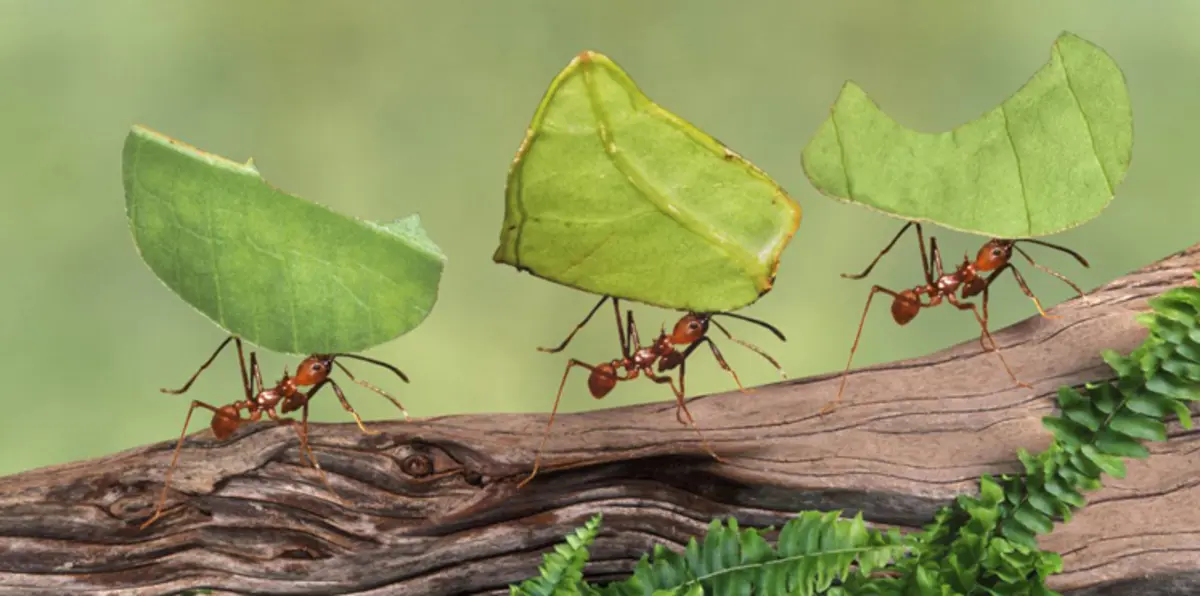 باحثون يكتشفون كيفية تبادل النمل للمعلومات
