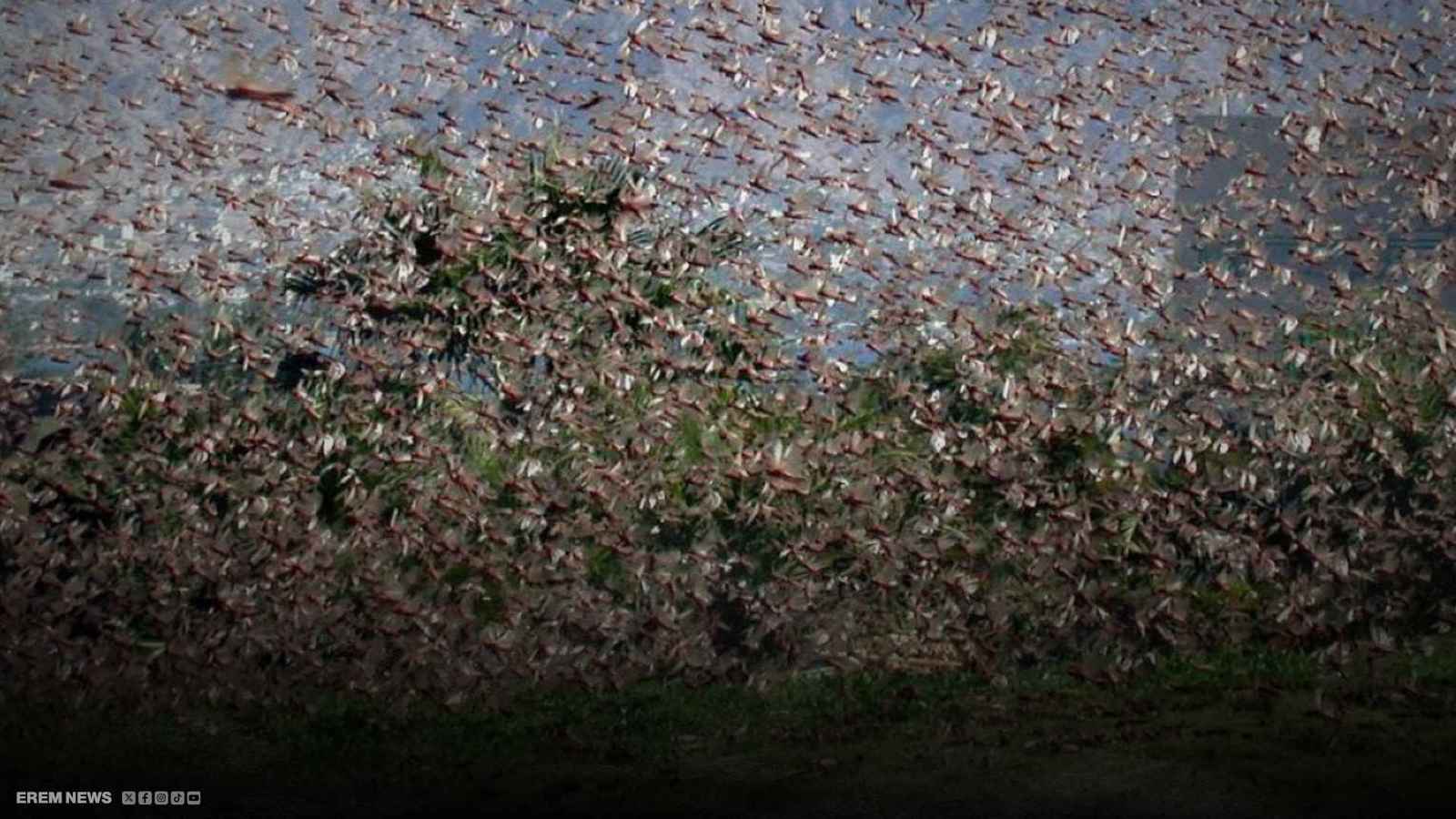 عاصفة من الجراد تُطيح بحفل زفاف في تركمانستان (فيديو)