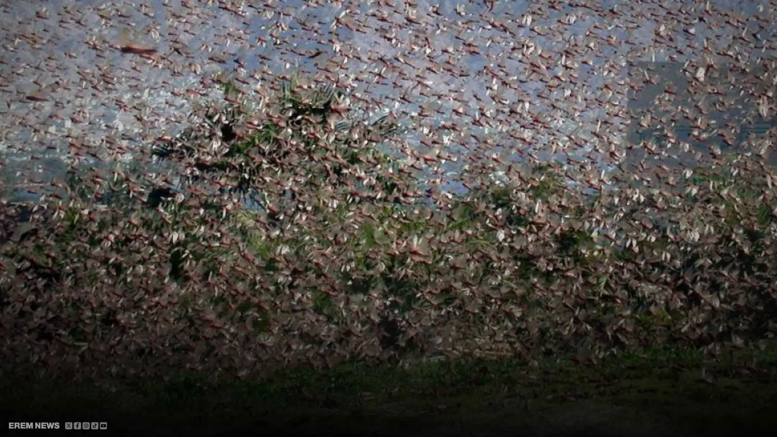 عاصفة من الجراد تُطيح بحفل زفاف في تركمانستان (فيديو)