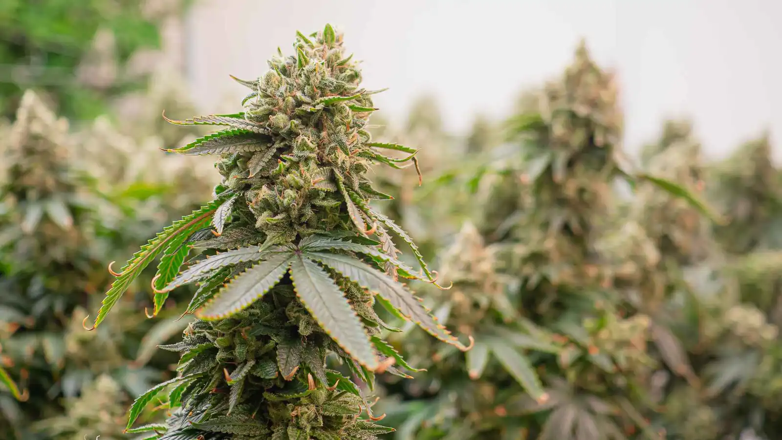 مصر.. "جامعة النيل" تطور بدائل نباتية للحوم من بذور القنب