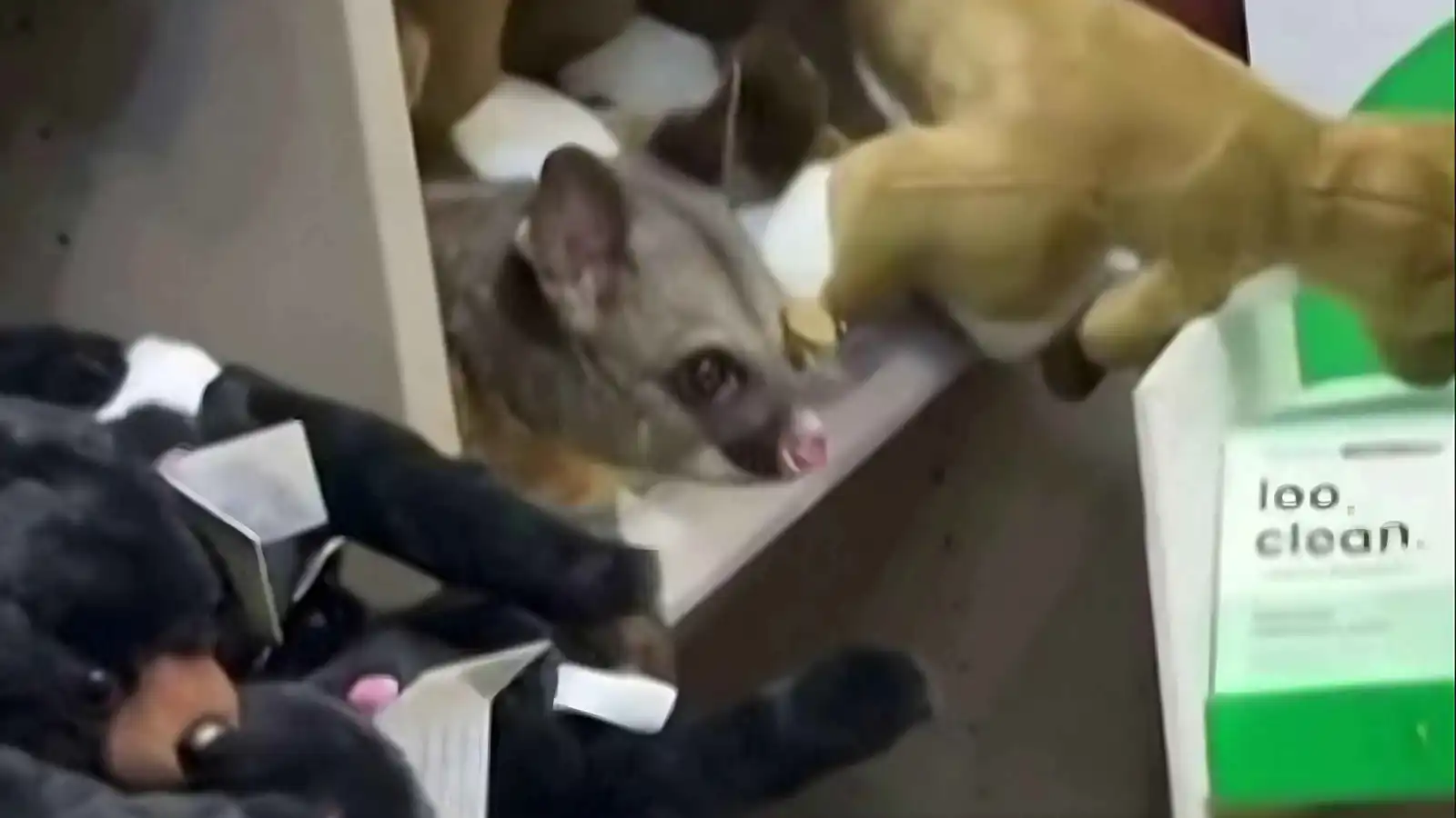 "بوسوم حقيقي".. مفاجأة داخل مطار أسترالي (فيديو)