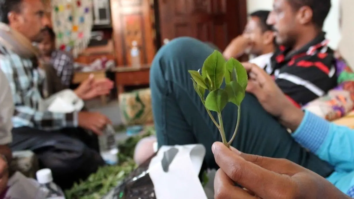 بعد حضرموت وعدن.. مأرب تغلق أسواق القات مؤقتًا