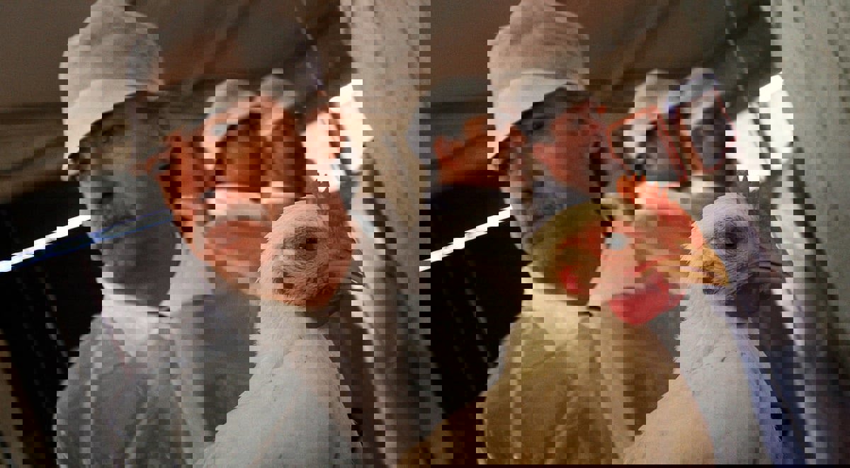 يتعلق بالحالة العاطفية.. دراسة تكشف عن سلوك "بشري" لدى الدجاج