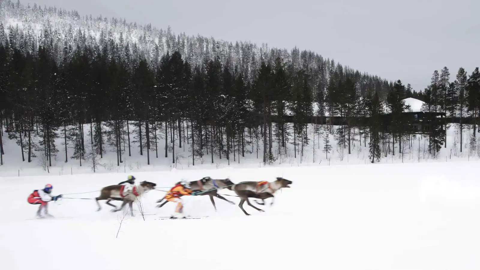 سباقات الرنة - تعبيرية