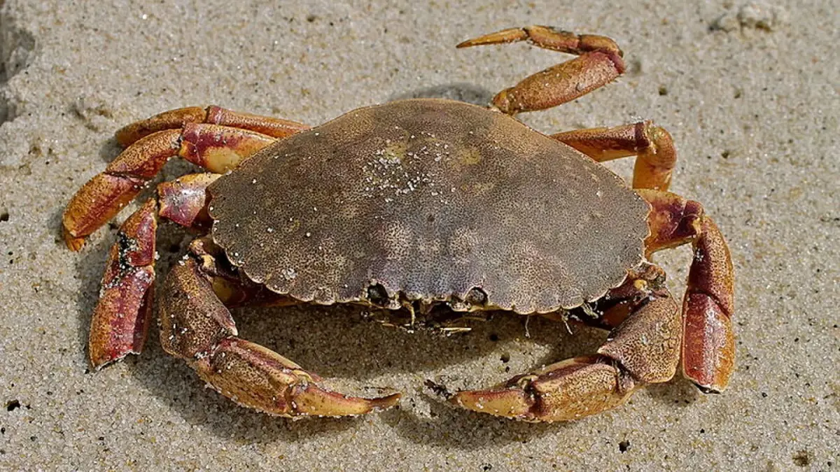 تقنية لصناعة بطاريات يعاد شحنها من أصداف السلطعون