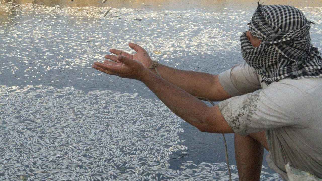 الجفاف يهدد الثروة السمكية في العراق (فيديو)