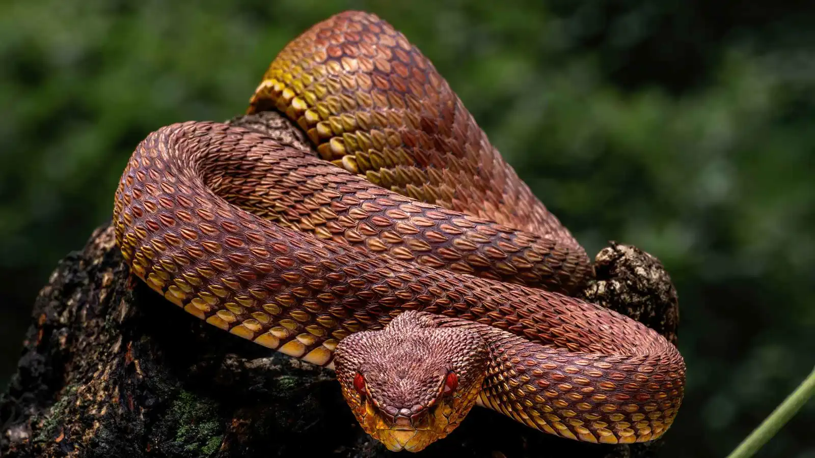 ما سر تنفس الثعابين من رئة واحدة؟