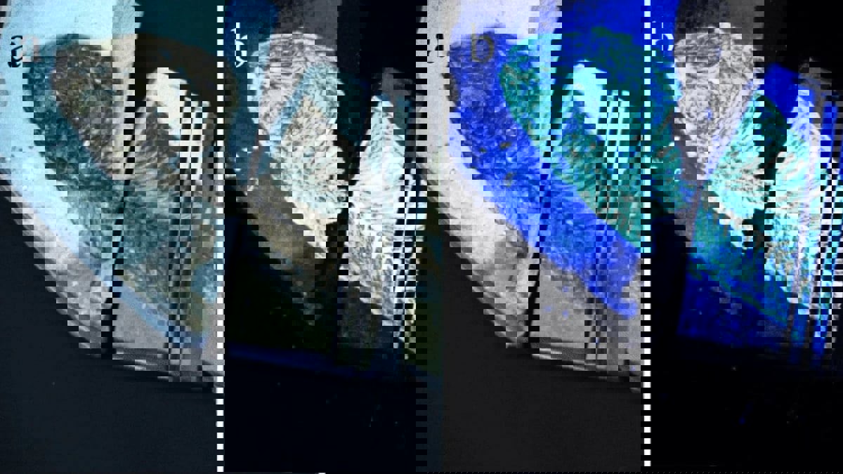 تطوير جهاز يلتقط الإشارات الحيوية للبحث عن الحياة خارج كوكب الأرض