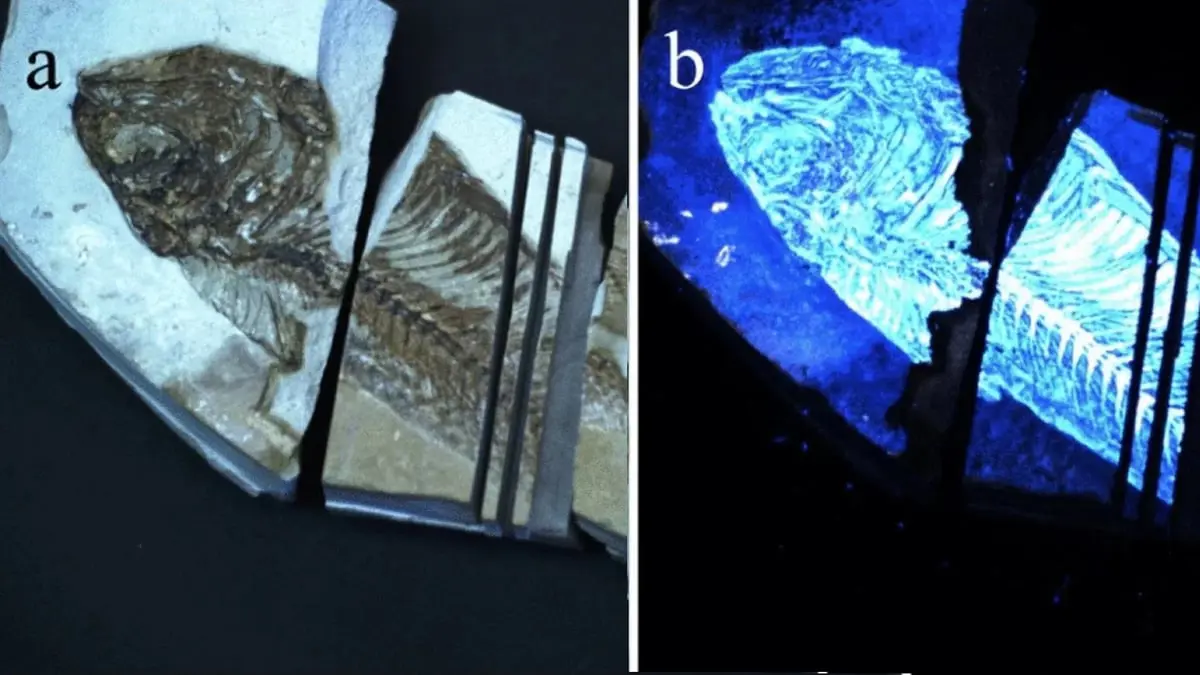 تطوير جهاز يلتقط الإشارات الحيوية للبحث عن الحياة خارج كوكب الأرض